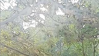 durian trees are starting to grow and develop into fruit trees