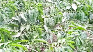 kebun kopi indonesia