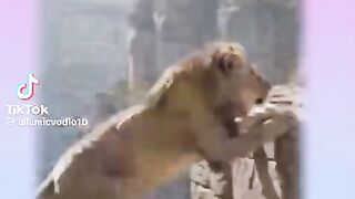 When trust broken||Lion vs stage