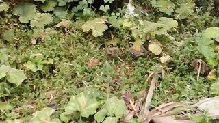 ফুলের গাছ থেকে শুরু