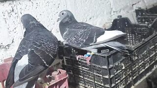 Janaardan Pigeons