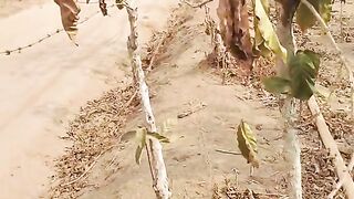 Efek musim kemarau panjang di lampung