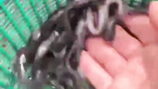 Recommended Catfish Seeds for Beginner Cultivation