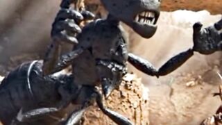 The Battle between Ants and scorpions