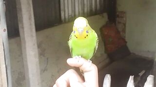 এইটা কি পাখি