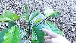 Kebun kopi sistem pagar