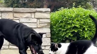 persahatan kucing dan anjing