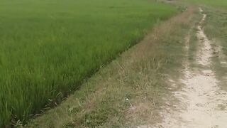 সবুজ ফসলের ভরা এই মাঠ