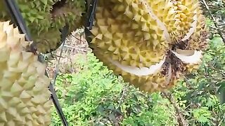 Kuliner durian