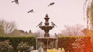 Beautiful garden 6