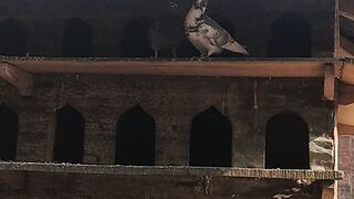 Birds 50