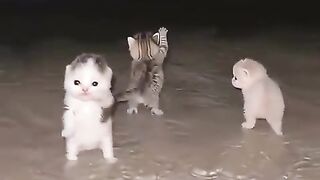 Cute Cat dance 2