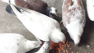 কবুতর