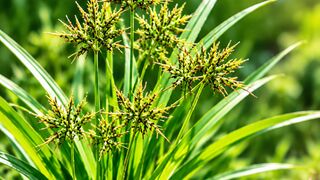 🔥🔥🔥 ONCE THROWN AWAY, NOW SOUGHT AFTER: NUTGRASS AND ITS TRADITIONAL USE FOR KIDNEY STONES