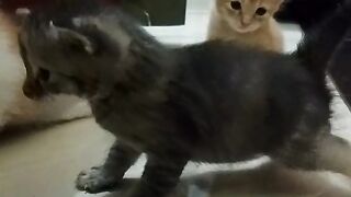 anak kucing 3