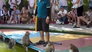 Swimming monkey