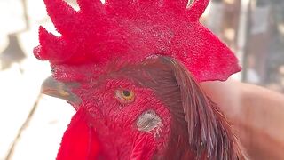 Fighting rooster