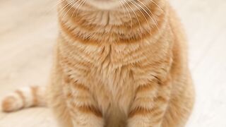 Funny Cat Reacts to Its Weight Loss!