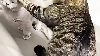 Gatos inteligentes