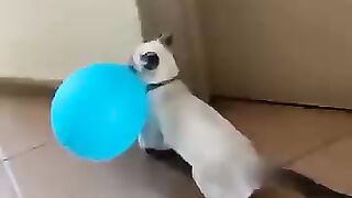 Gatos brincalhão