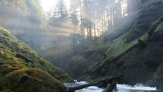 A river in the forest