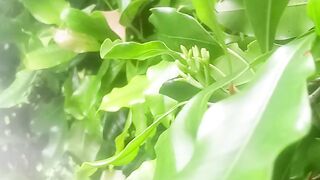 Petani 3