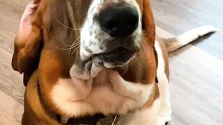 1 minuto animal - Basset Hound