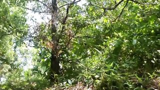 Pembersihan ladang