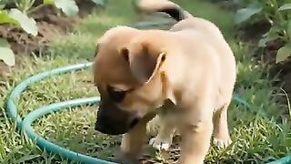 Little puppy 2
