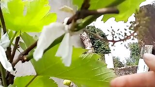 Pé de uva