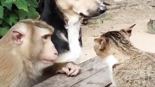 Best friend cat and monkey