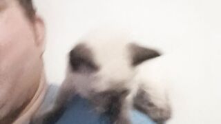 TUMTUM GATINHO FOLGADO