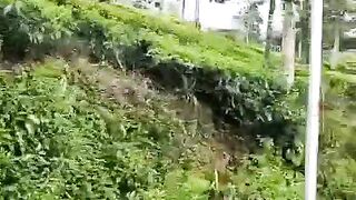 perkebinan teh