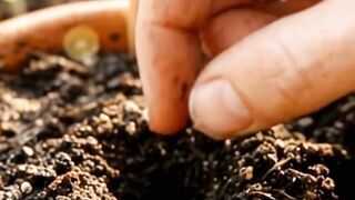 Plant growth satisfying vi