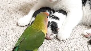 Funny Cat's 4