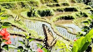 Beautiful Rice Field & Mountain View 🌤️ Relaxing Nature Scenery