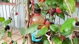 Frutíferas em vaso
