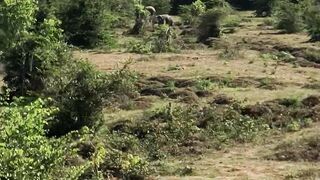 The Mighty Giants of Sri Lanka 🐘