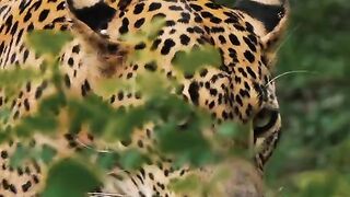 The Elusive Sri Lankan Leopard 🐆