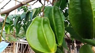 Berkebun yang menyenangkan
