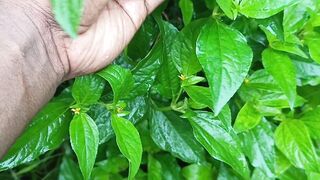 দাঁত ব্যথায় মাহা তিতাগা গাছের ঔষুধী গুনাগুন
