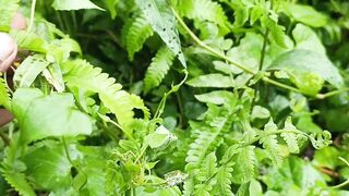 শারীরিক শক্তি বৃদ্ধিতে ঢেঁকি শাকের গুনাগুন