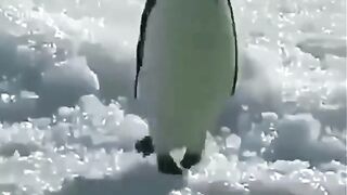 Funny animal 74