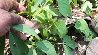 যৌন সমস্যায় শিমুল গাছের ঔষধি গুনাগুন