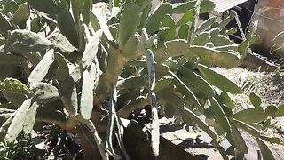 Essa planta da força do deserto