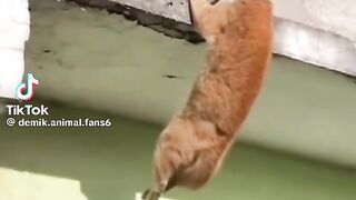 Funny cat 357