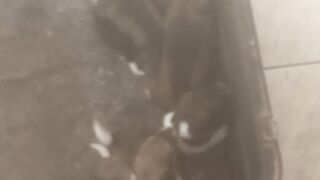 Cachorrinhos famintos querem mamar