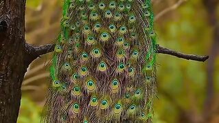 Mesmerizing Peacock Dance in Sri Lanka! 🦚✨ Beautiful Wildlife