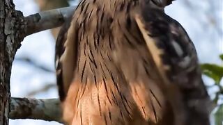 Beautiful Birds of Sri Lanka: A Paradise of Exotic Wildlife! 🦜🌿