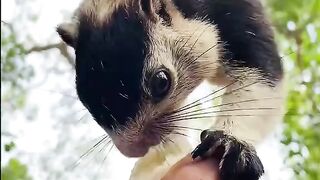 Sri Lankan Giant Squirrel: Meet Sri Lanka's National Animal! 🐿️🌿